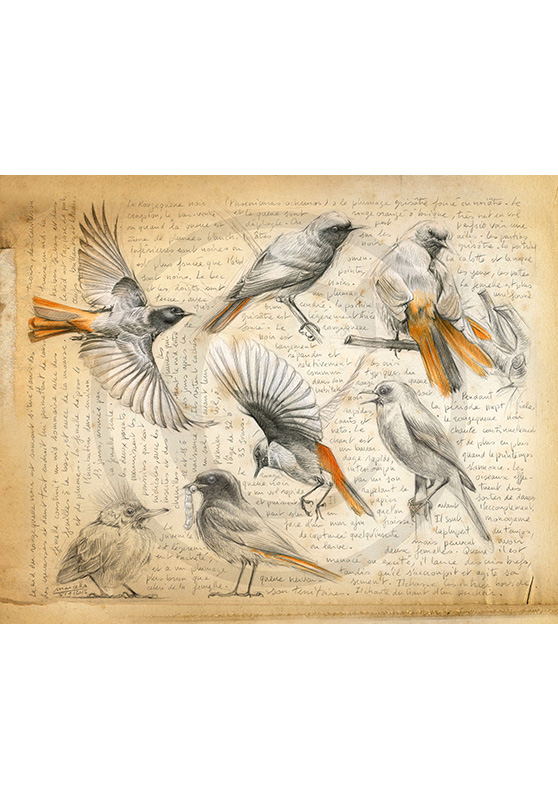 Marcello-art : Ornithologie 281 - Rougequeue