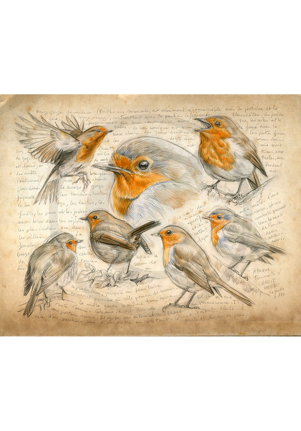 Marcello-art : Ornithologie 282 - Rougegorge