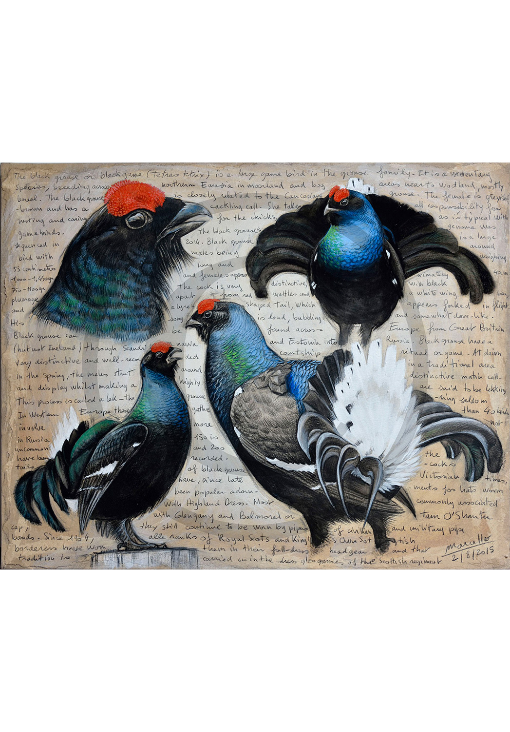 Marcello-art : Ornithologie 309 - Tétras lyre