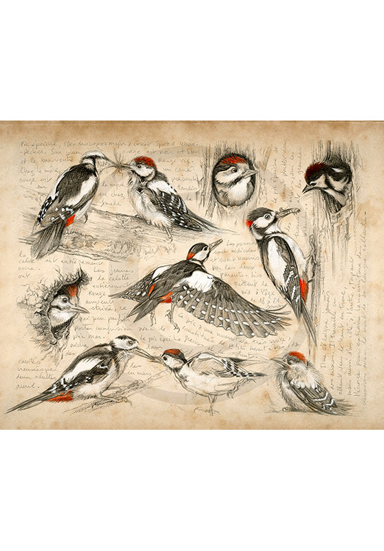 Marcello-art : Ornithologie 327 - Pic épeiche