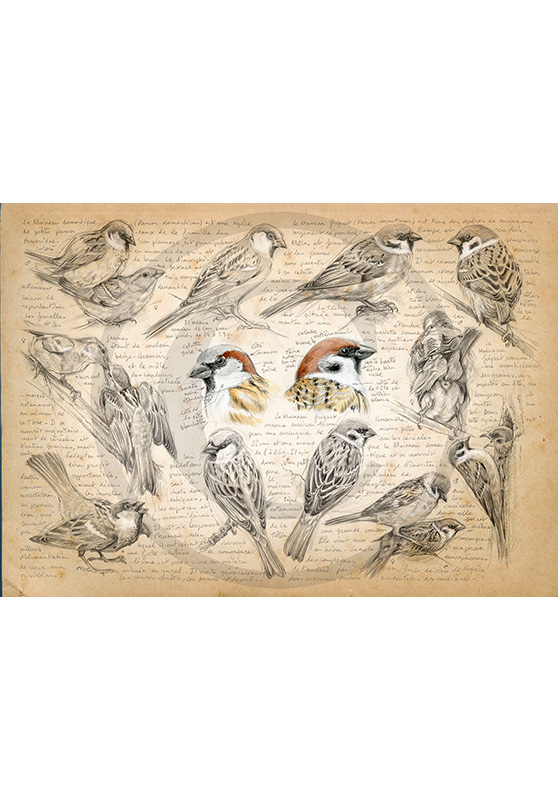 Marcello-art : Ornithologie 333 - Moineau domestique et friquet