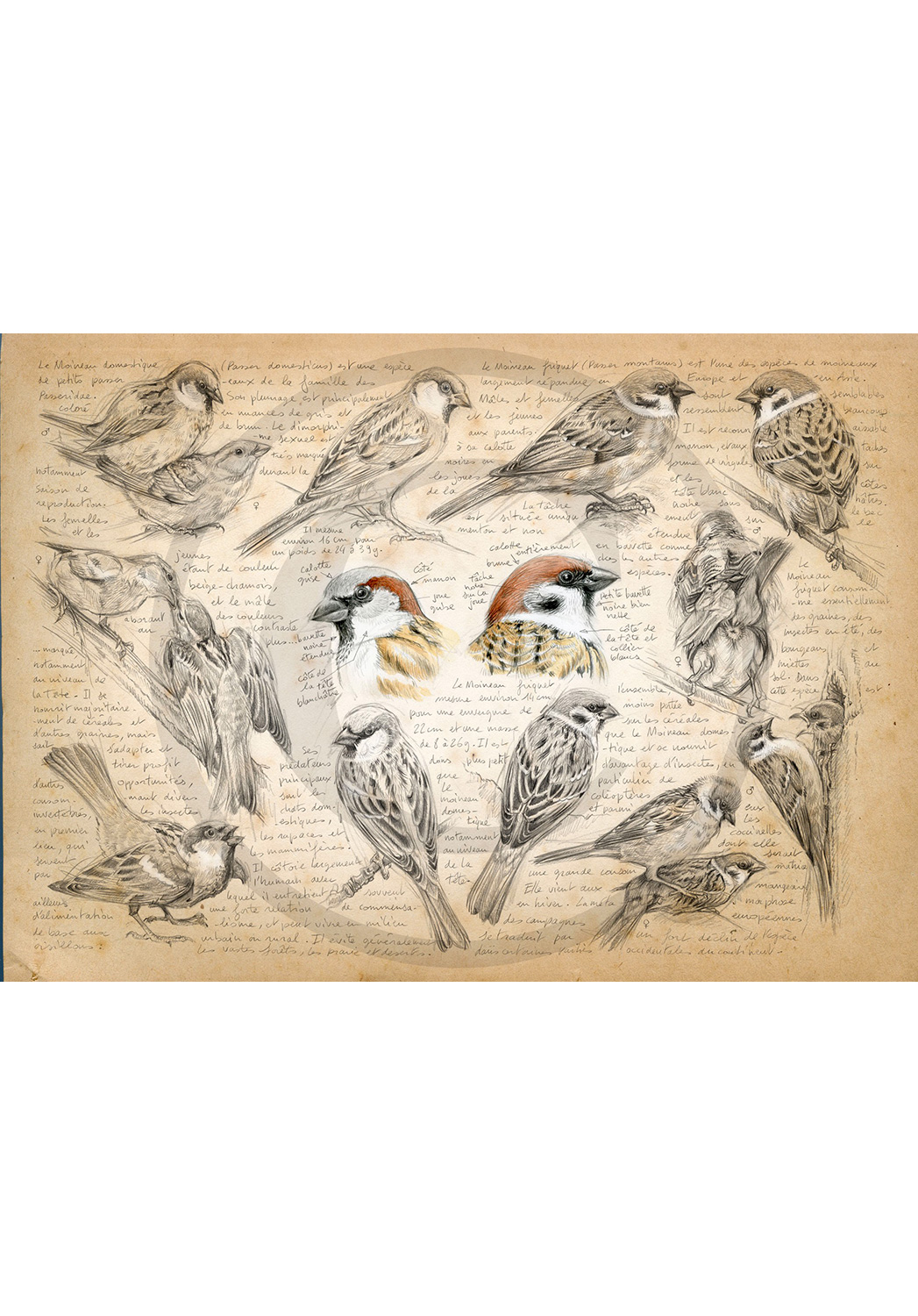 Marcello-art: Ornithology 333 - House sparrow and tree sparrow