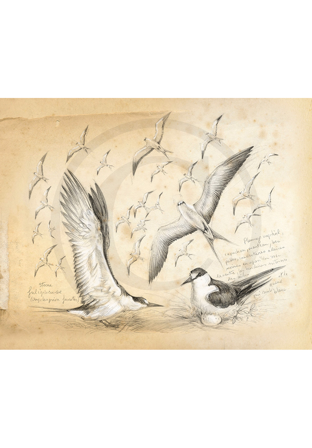 Marcello-art : Ornithologie 337 - Sternes fuligineuses
