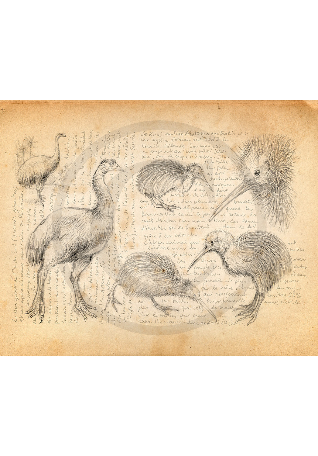 Marcello-art : Ornithologie 375 - Moa et kiwi