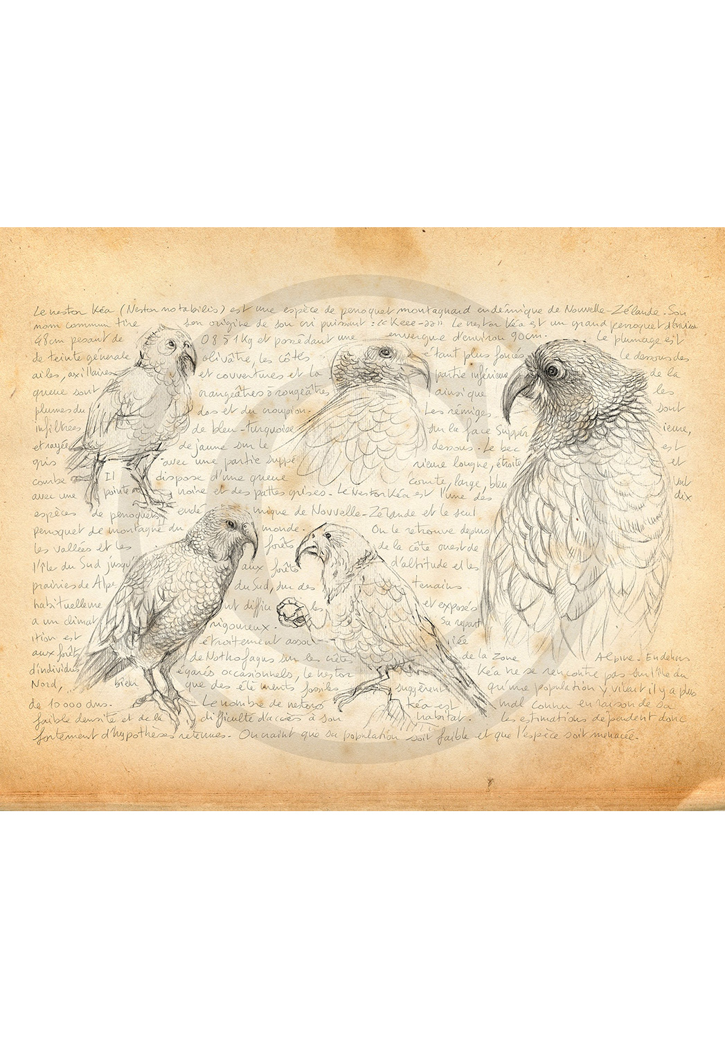 Marcello-art : Ornithologie 376 - Nestor kea