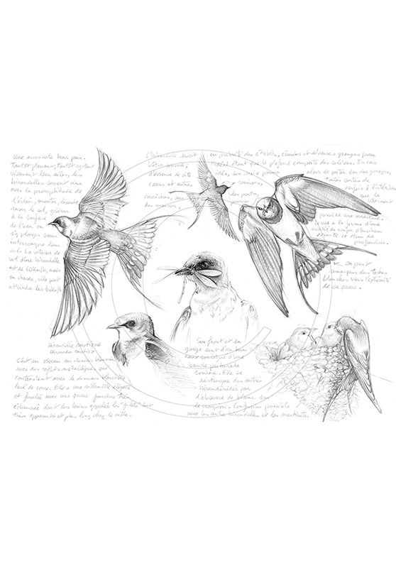 Marcello-art: Ornithology 24 - Swallow