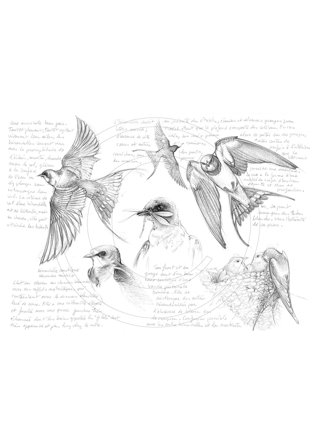 Marcello-art: Ornithology 24 - Swallow