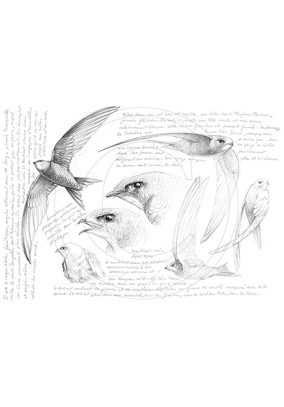 Marcello-art : Ornithologie 27 - Apus apus