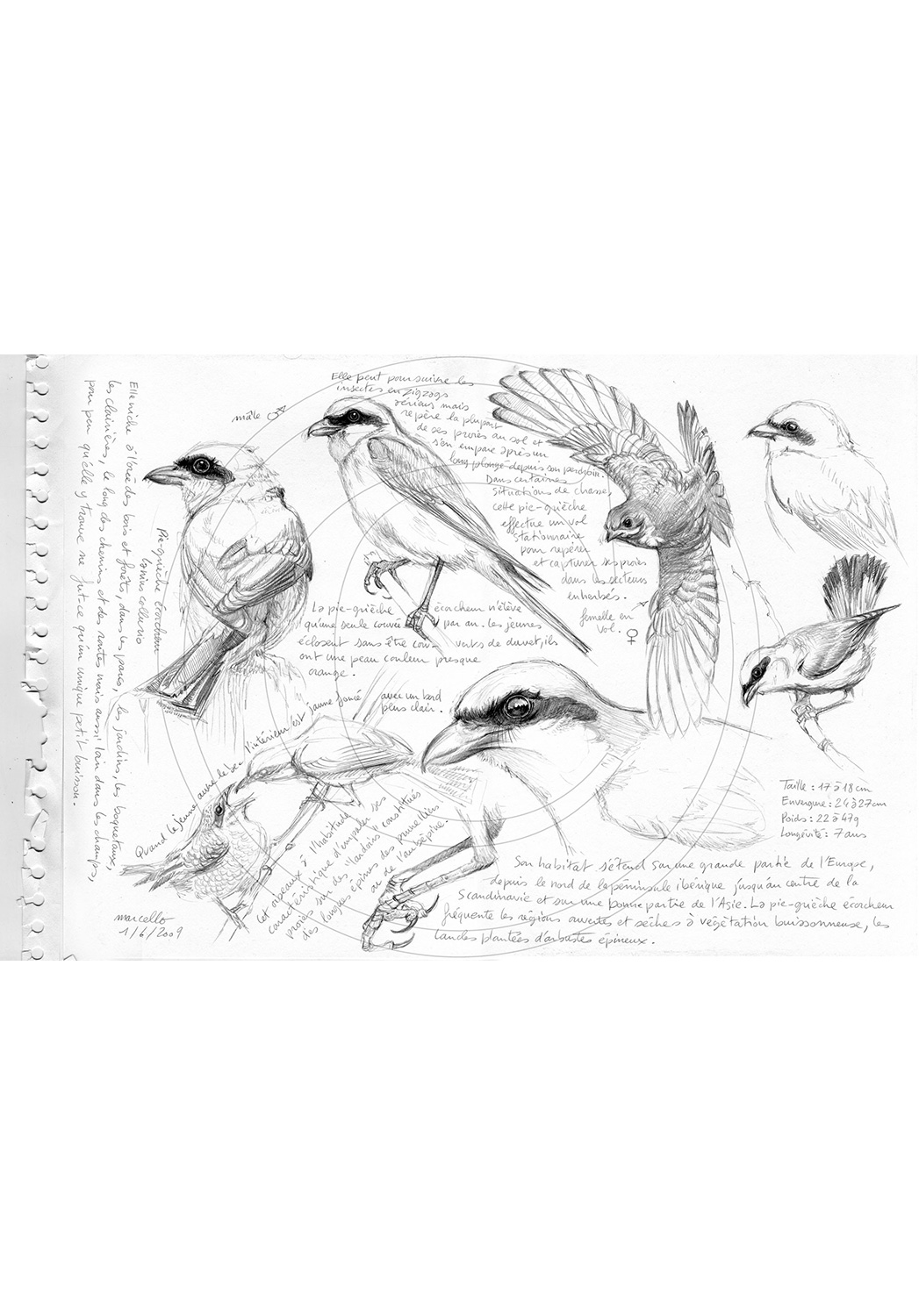 Marcello-art: Ornithology 30 - Lanius collurio