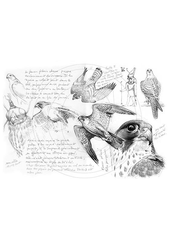 Marcello-art : Ornithologie 13 - Faucon Pèlerin
