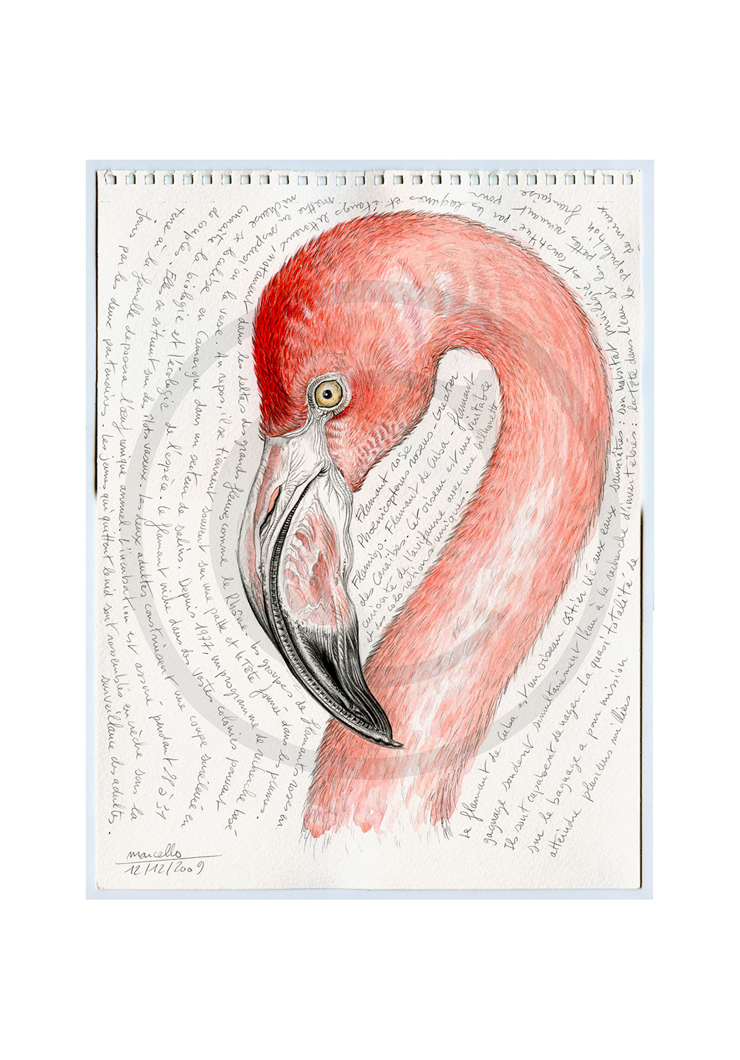Marcello-art: Ornithology 36 - Pink flamingo
