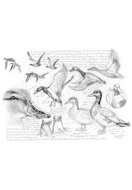 Marcello-art : Ornithologie 41 - Colvert