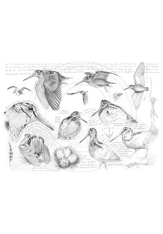Marcello-art: Ornithology 50 - Woodcock