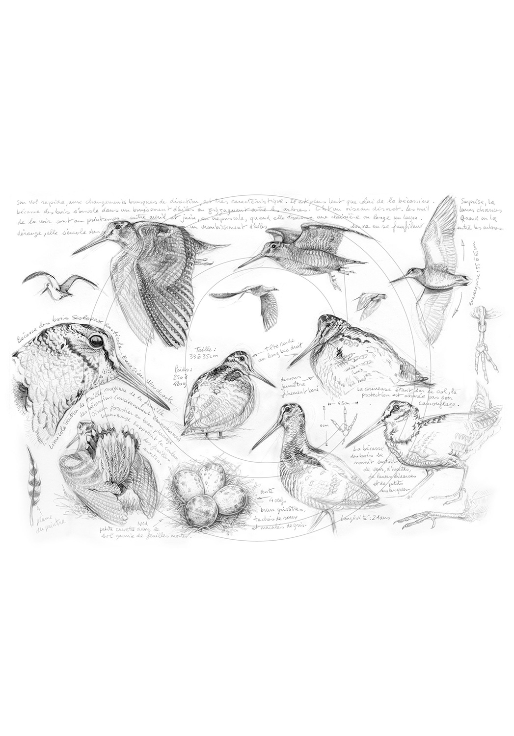Marcello-art : Ornithologie 50 - Bécasse des bois