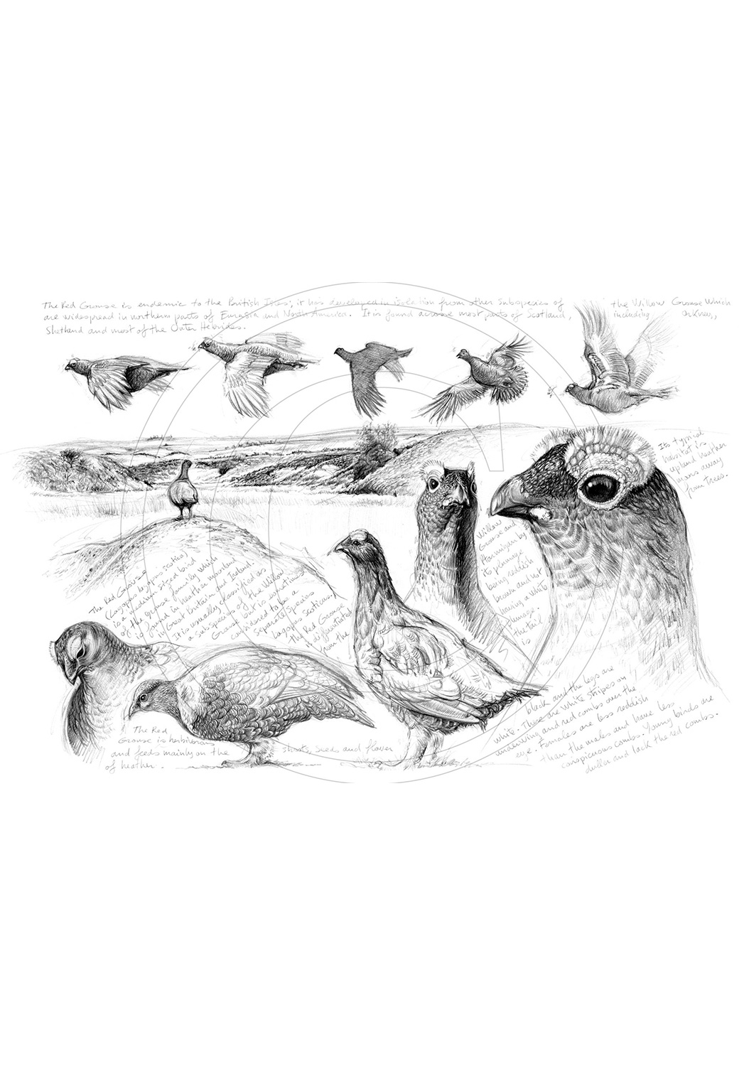 Marcello-art: Ornithology 94 - H&H red grouse