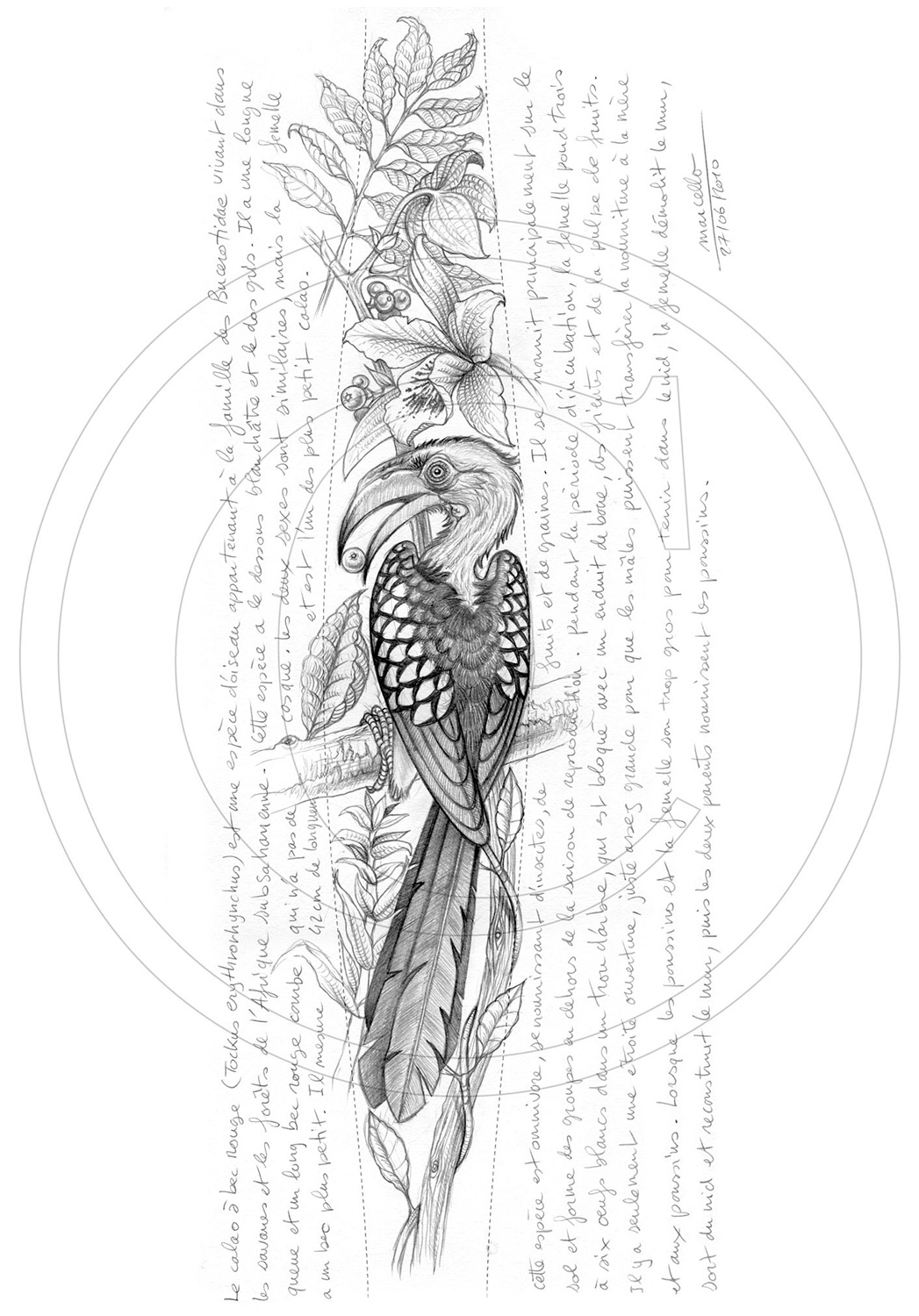 Marcello-art : Ornithologie 116 - Calao-bec-rouge