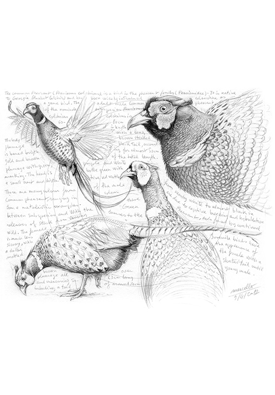 Marcello-art : Ornithologie 167 - Faisan de Colchide 01