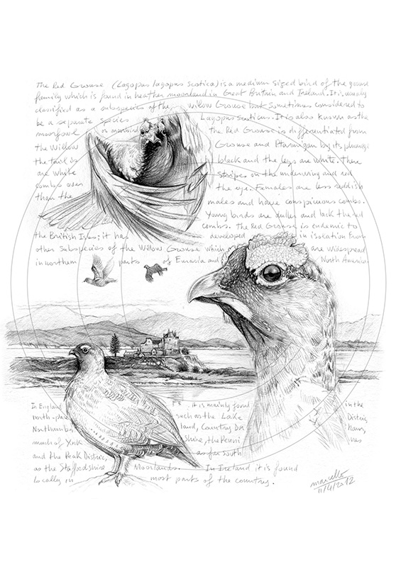 Marcello-art: Ornithology 169 - Red grouse 02