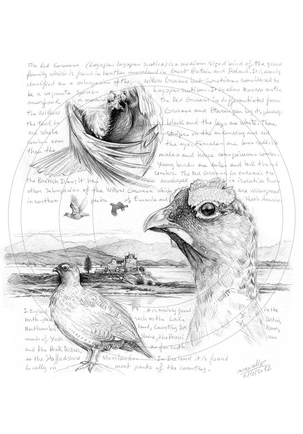 Marcello-art : Ornithologie 169 - Lagopède d'Écosse 02