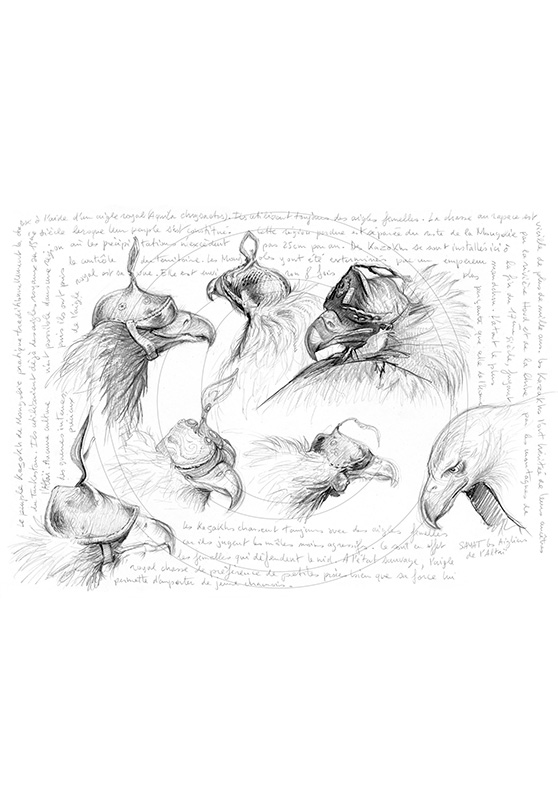 Marcello-art : Ornithologie 171 - Chasse à l'aigle