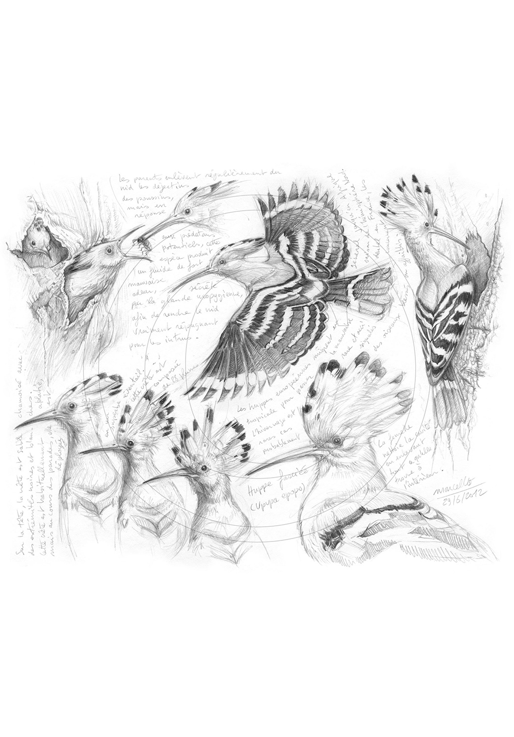 Marcello-art : Ornithologie 182 - Huppe fasciée