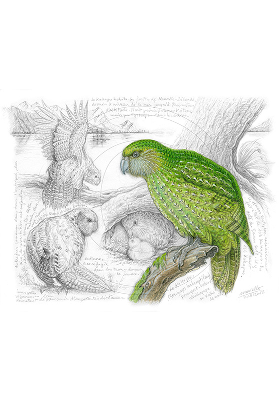 Marcello-art : Ornithologie 192 - Strigops kakapo