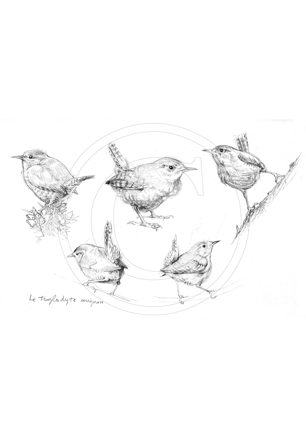 Marcello-art : Ornithologie 212 - Troglodyte mignon