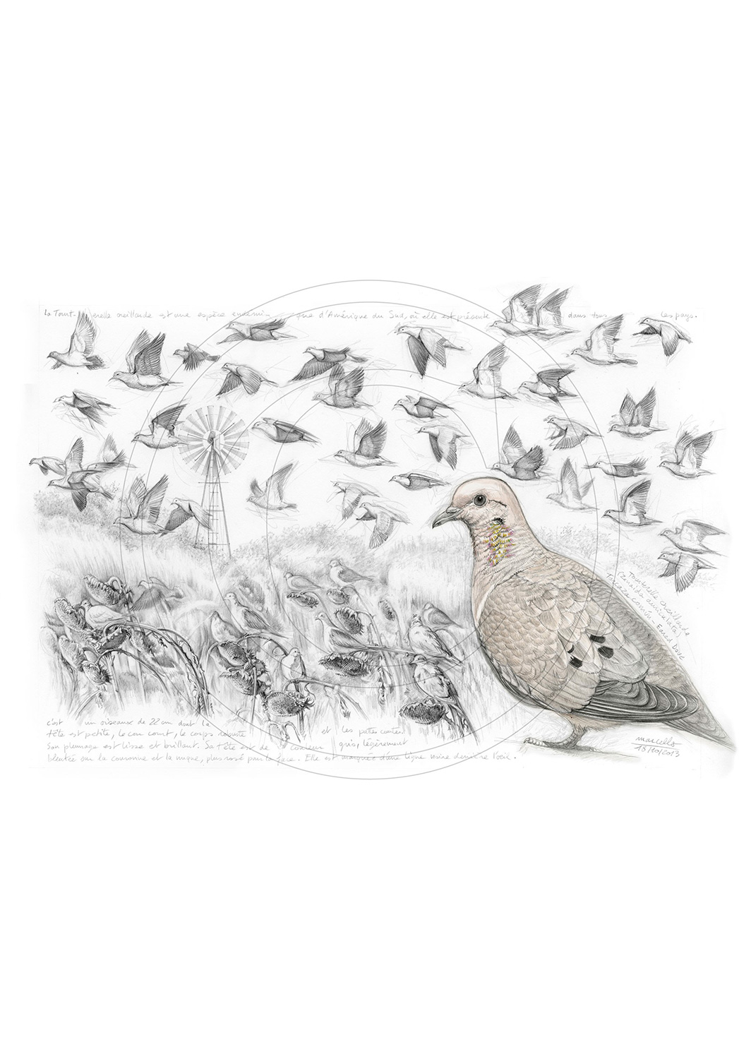 Marcello-art: Ornithology 231 - Eared Dove