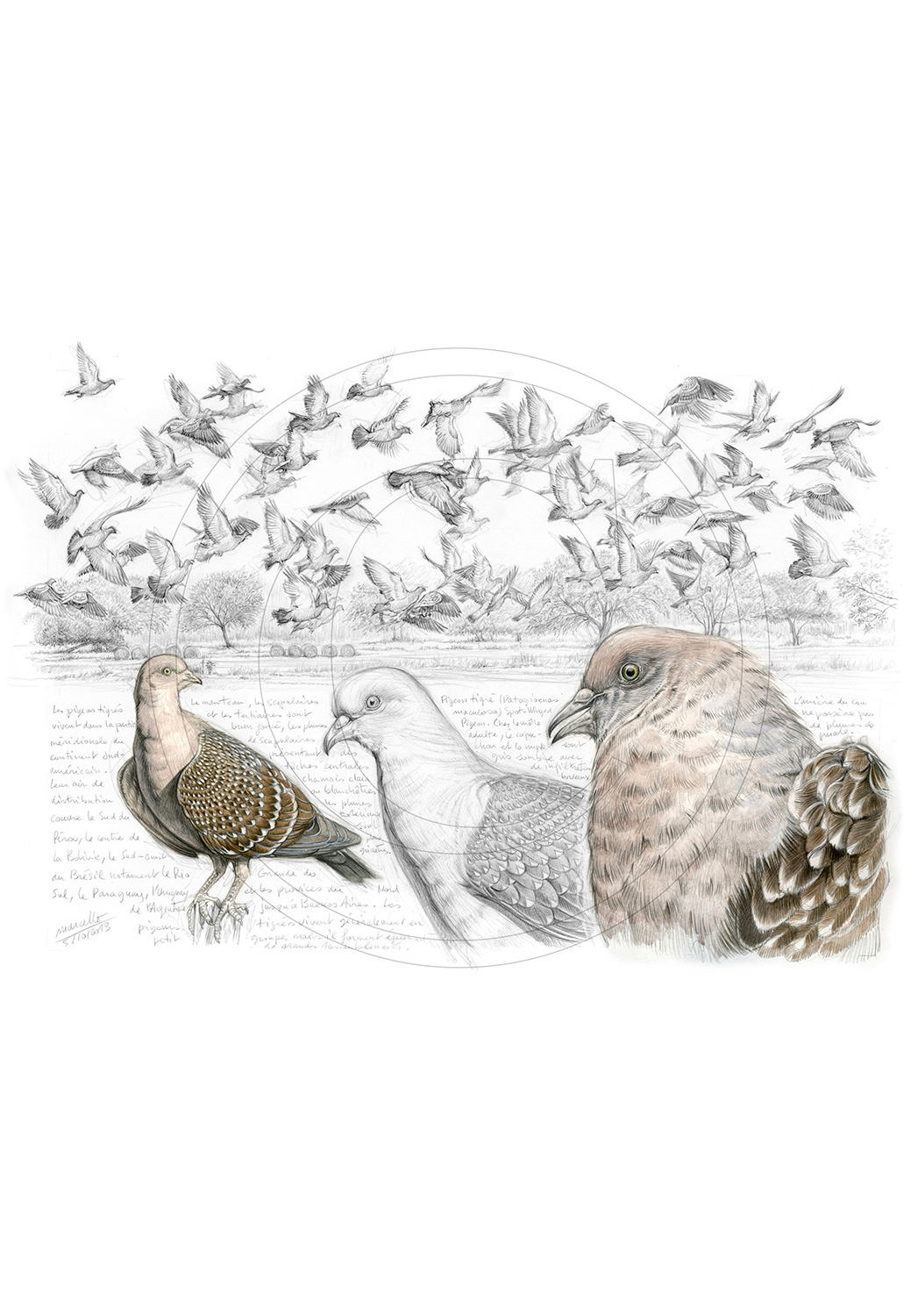 Marcello-art : Ornithologie 232 - Pigeon tigré