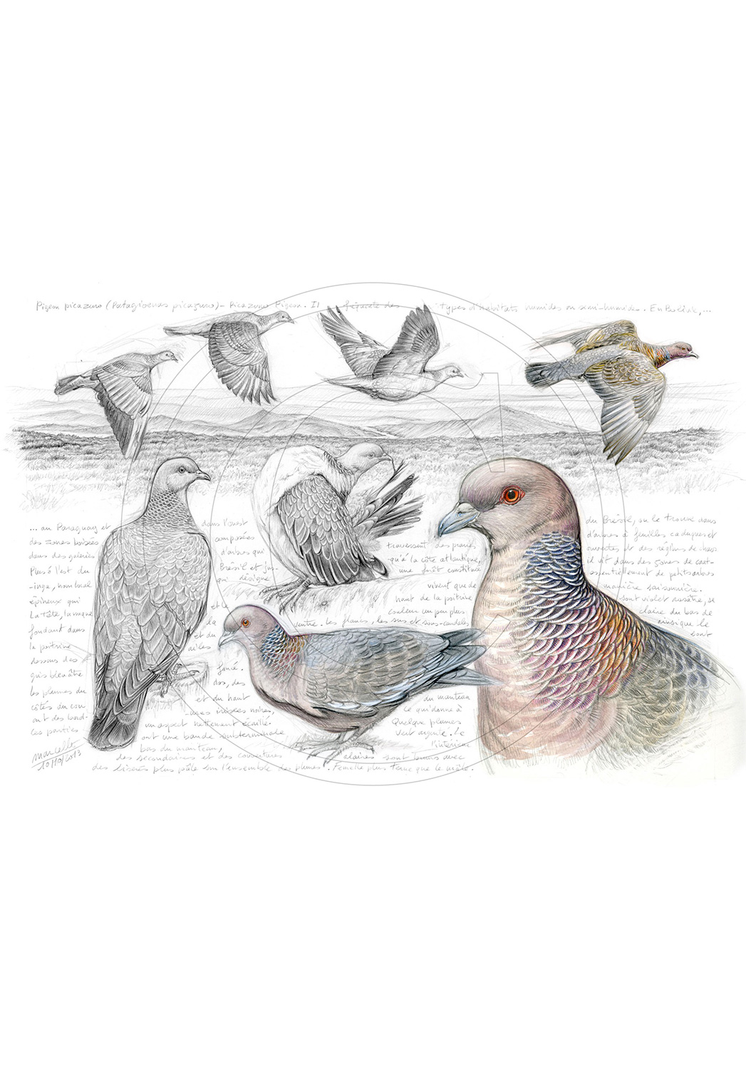 Marcello-art : Ornithologie 233 - Pigeon picazuro