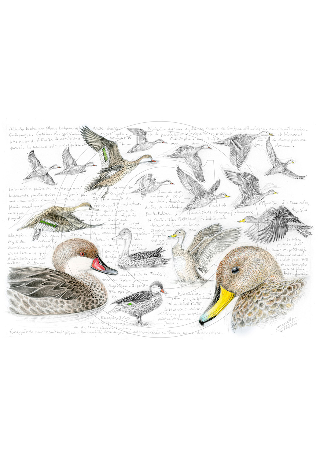Marcello-art: Ornithology 234 - White-cheeked pintail & Yellow-billed Pintail