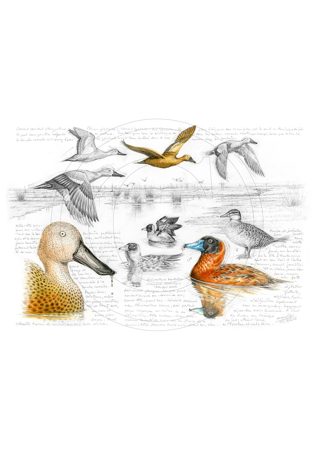 Marcello-art: Ornithology 235 - Masked Duck