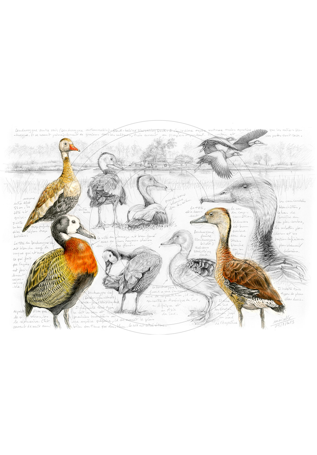 Marcello-art: Ornithology 237 - Whistling Duck