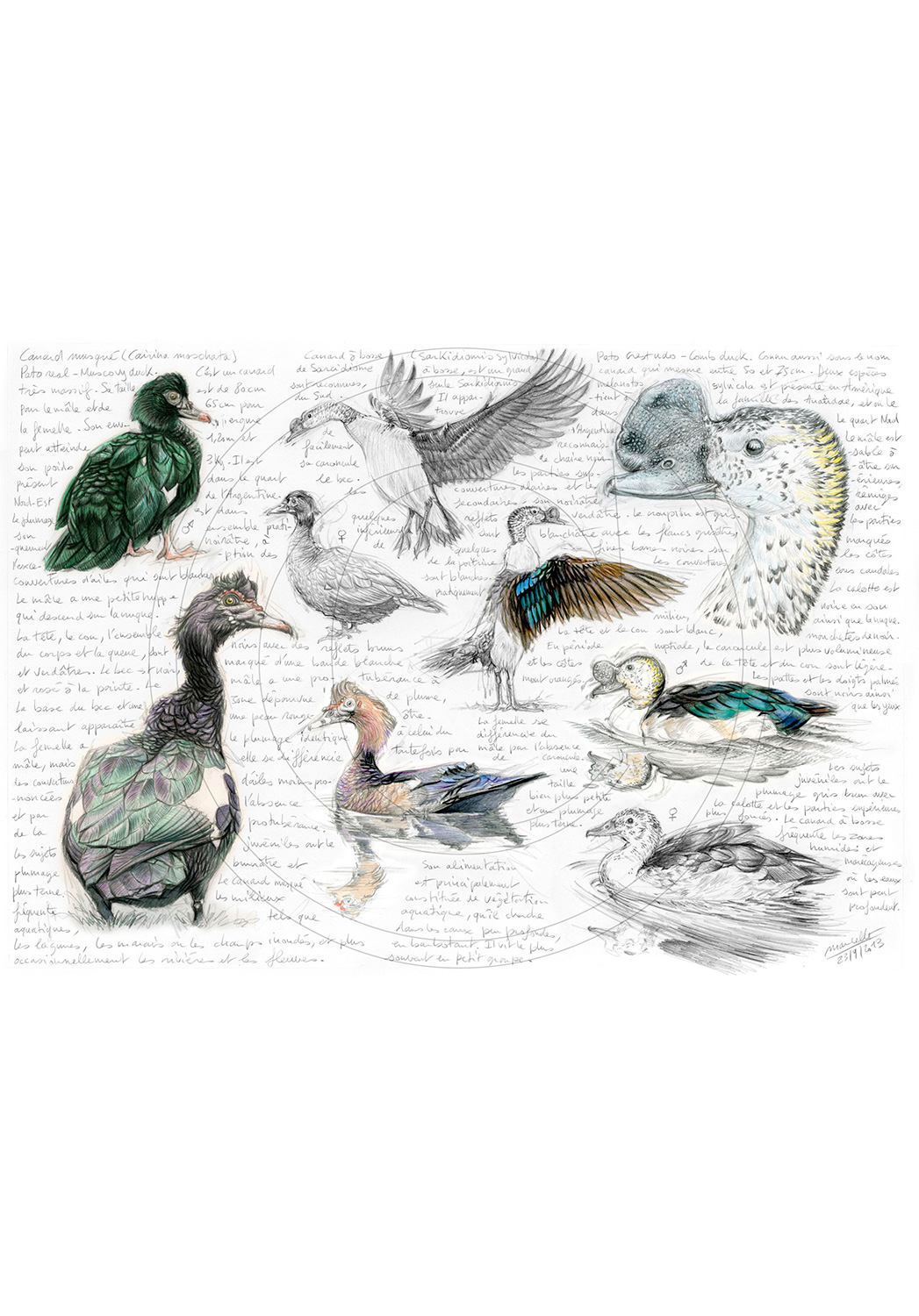 Marcello-art : Ornithologie 238 - Canard musqué et Canard à bosse