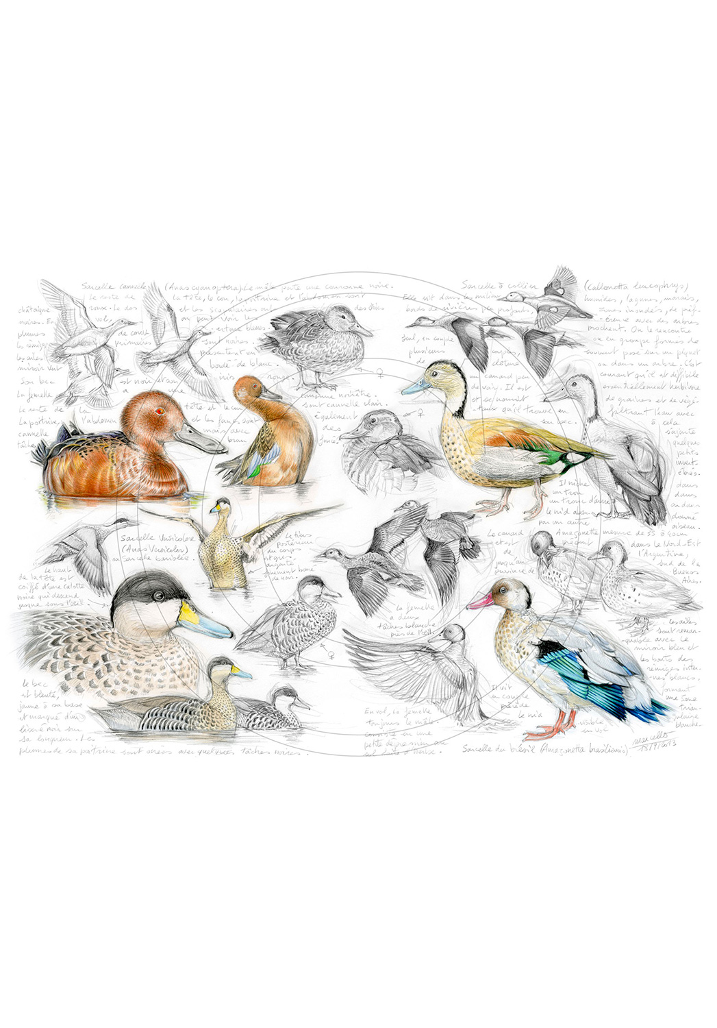 Marcello-art : Ornithologie 239 - Sarcelles cannelle, du Brésil, tachetée et versicolor