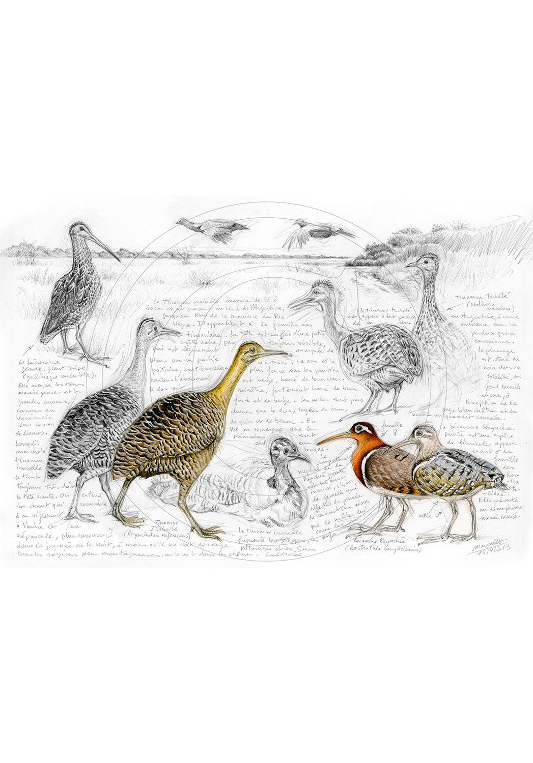 Marcello-art : Ornithologie 240 - Tinamous et Bécassines rhynchée