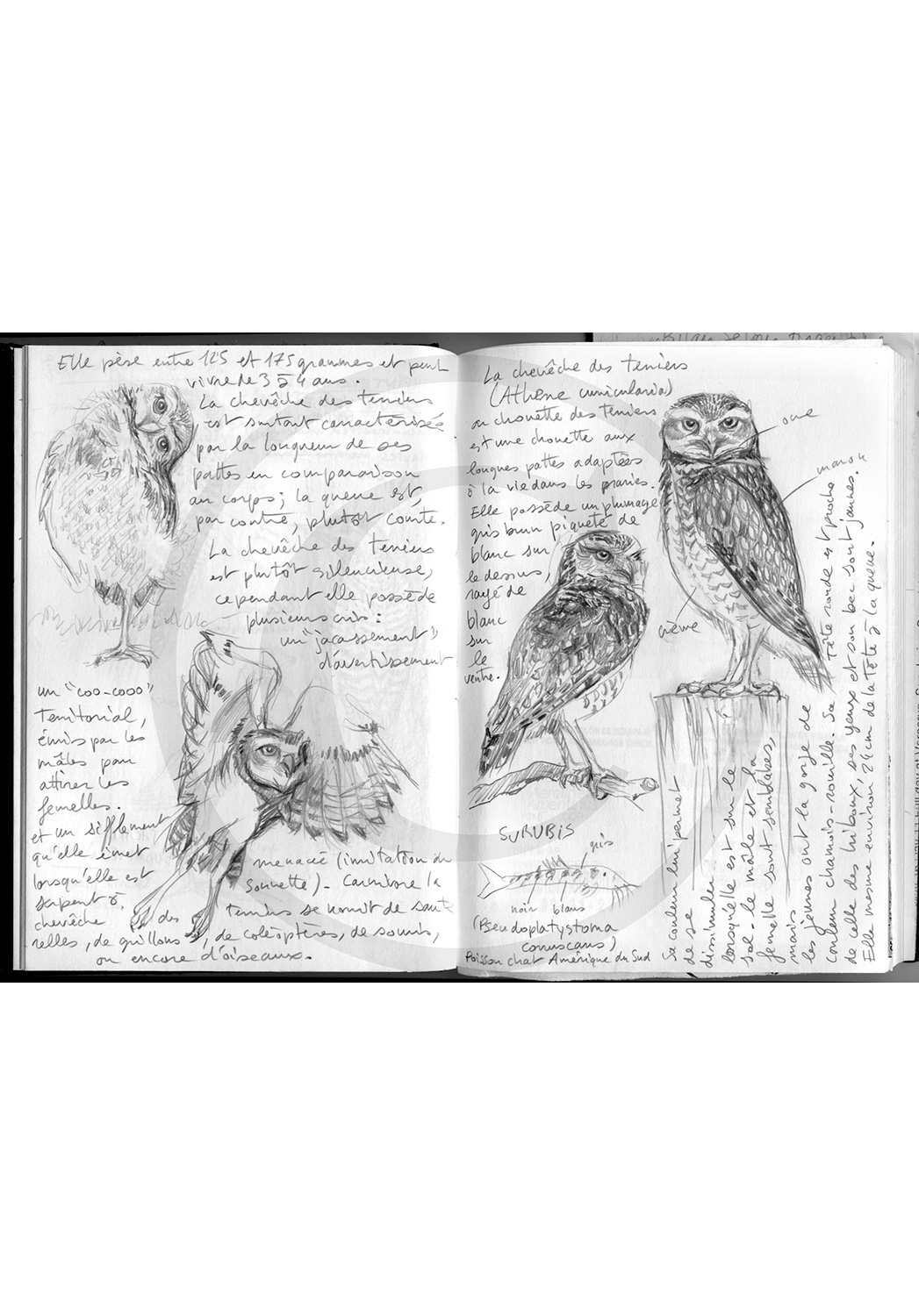Marcello-art: Ornithology 263 - Burrowing Owl