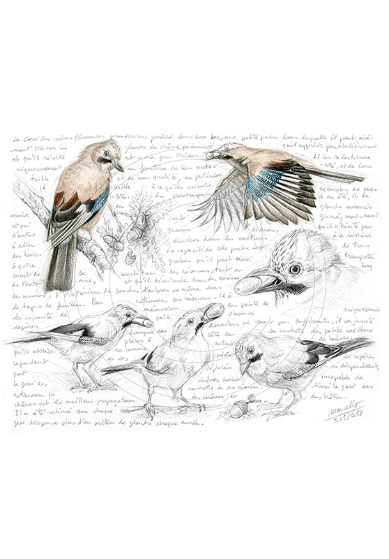 Marcello-art : Ornithologie 273 - Geai des chênes