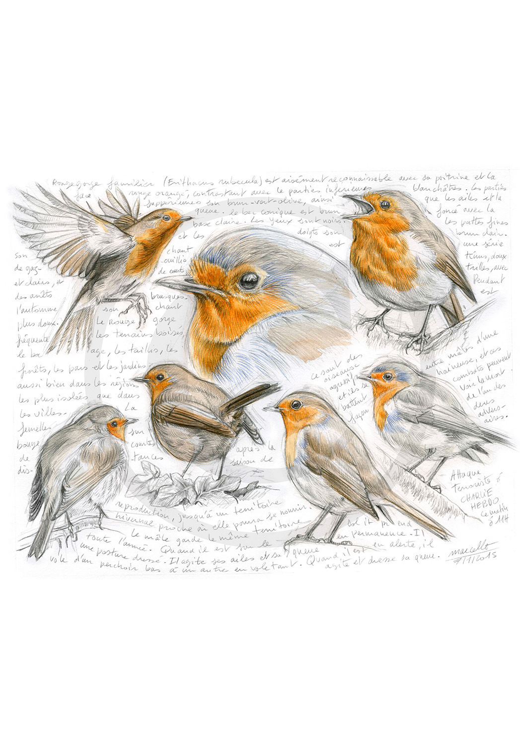 Marcello-art: Ornithology 282 - Robin