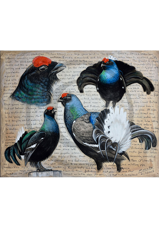 Marcello-art : Ornithologie 309 - Tétras lyre