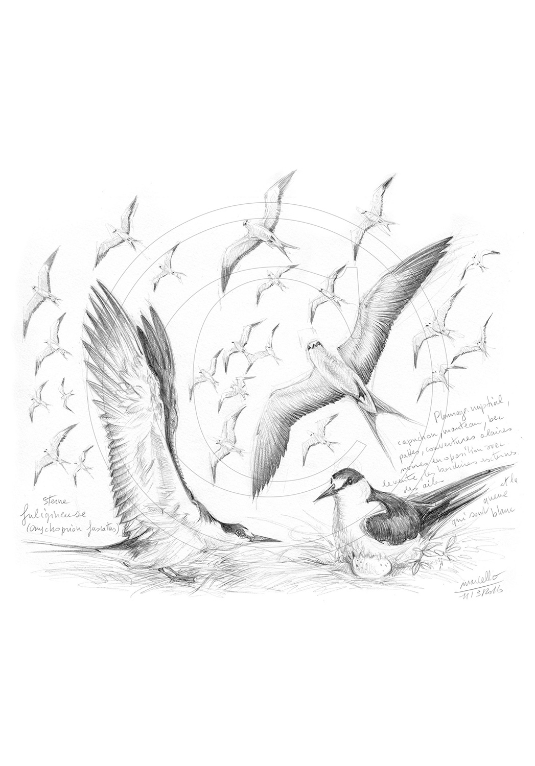 Marcello-art: Ornithology 337 - Sooty terns