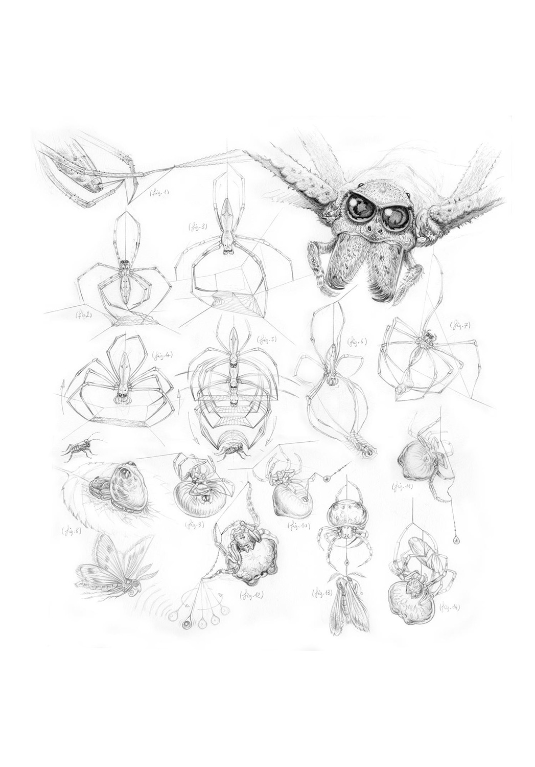Marcello-art: Entomology 92 - Gladiator and bolas spider