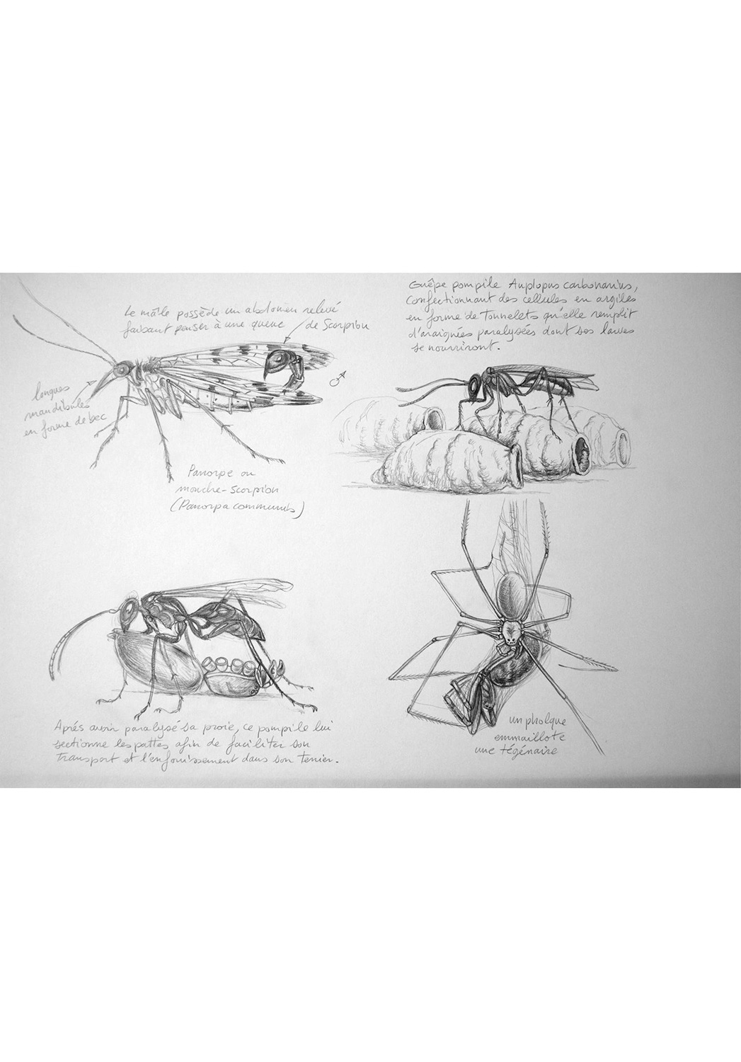 Marcello-art : Entomologie 142 - Arachna planche 12