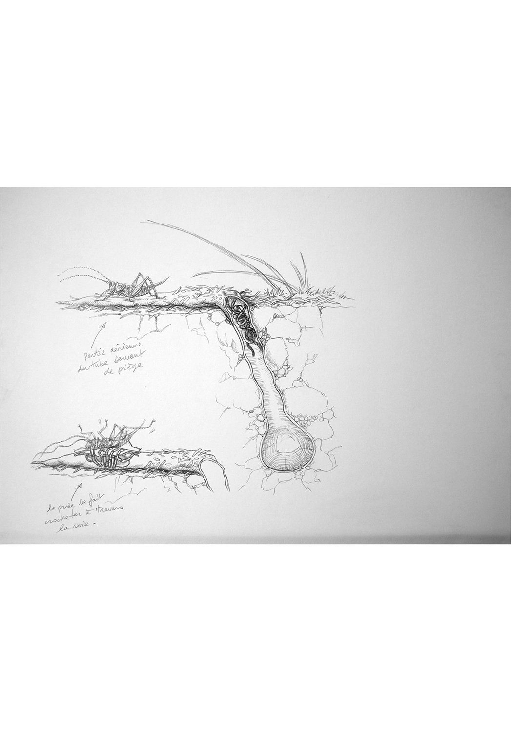 Marcello-art : Entomologie 158 - Arachna planche 28