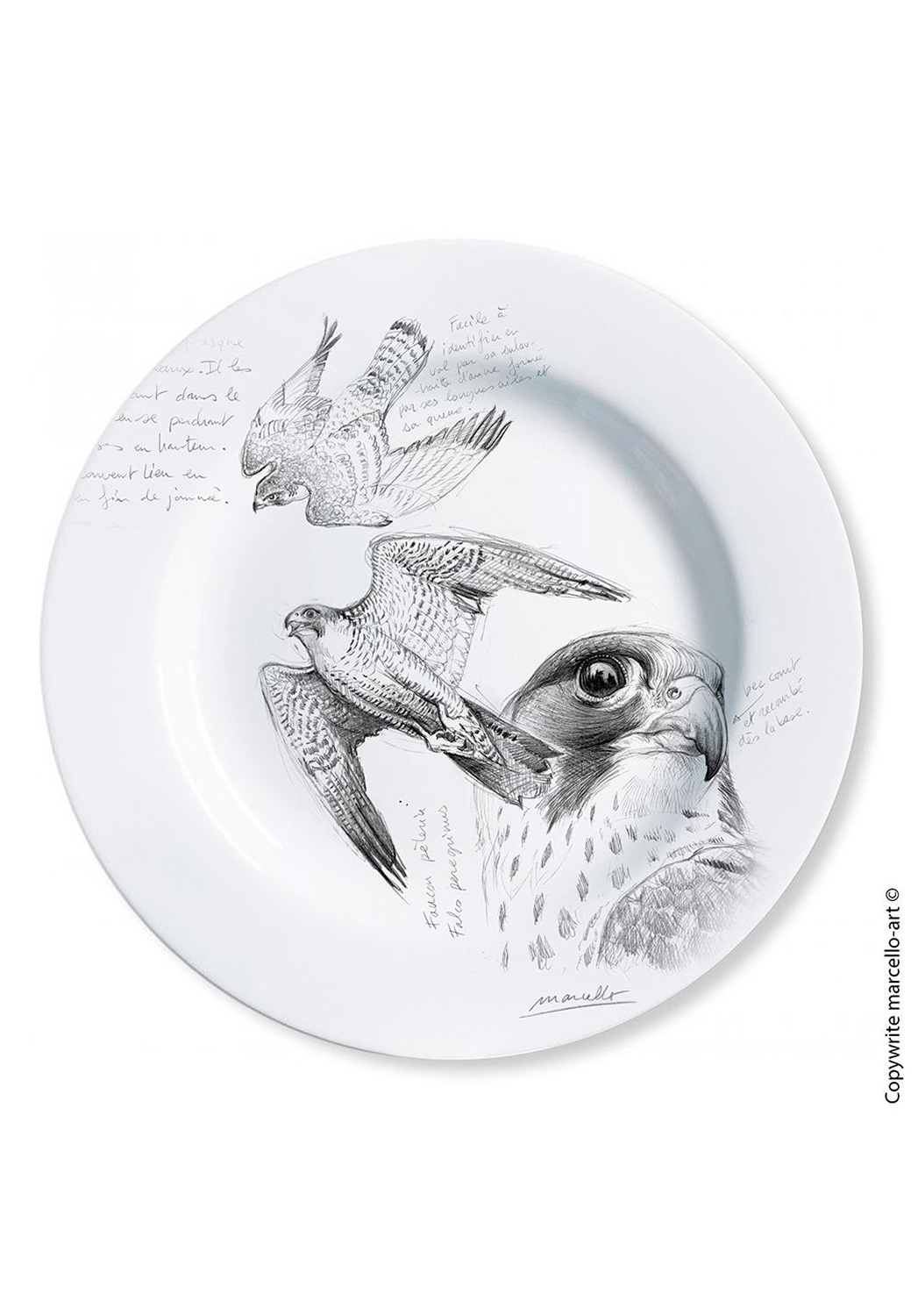 Marcello-art: Decorating Plates Decoration plates 13 Peregrine Falcon