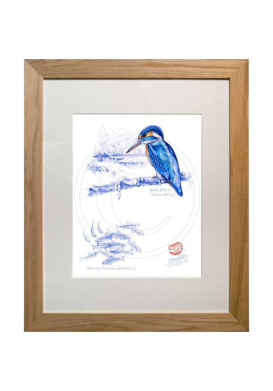 Marcello-art: Ornithology 398 - European Kingfisher