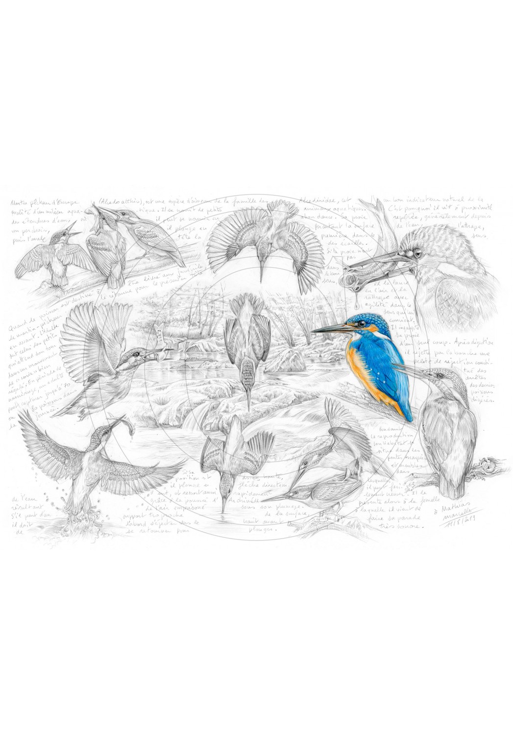 Marcello-art: Ornithology 399 - Alcedo atthis