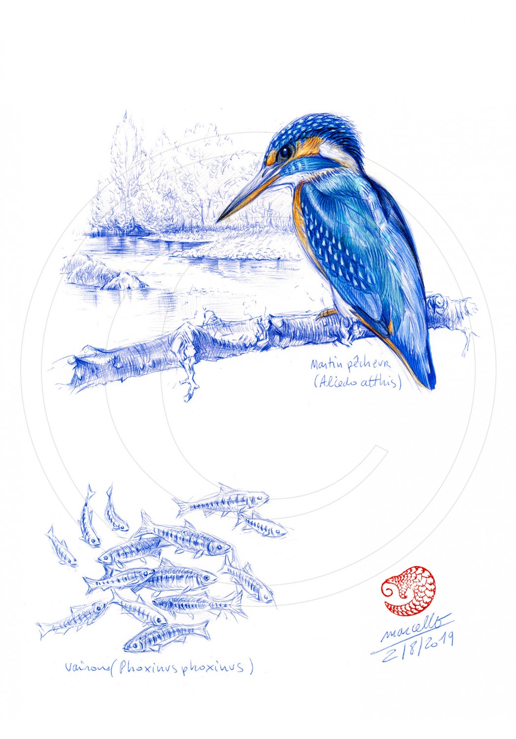Marcello-art : Ornithologie 398 - Martin pêcheur d'Europe