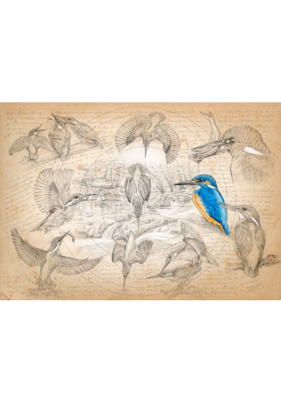 Marcello-art: Ornithology 399 - Alcedo atthis