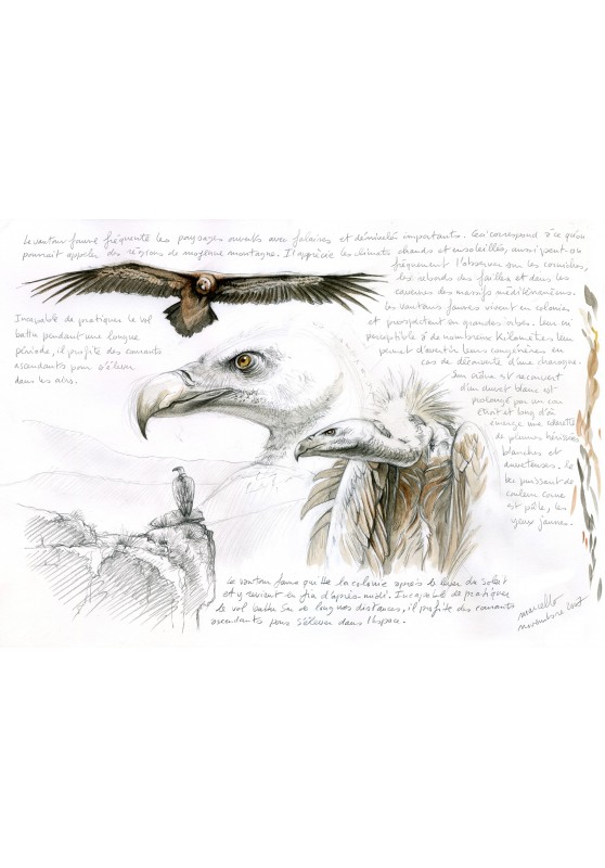 Marcello-art : Ornithologie 115 - Vautour fauve